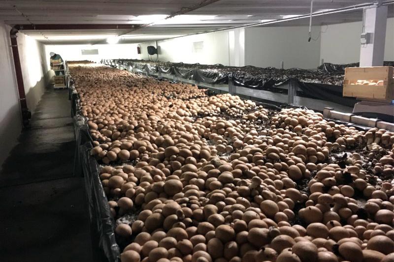 Champignons de Paris cultivés par Cycloponics dans une ferme urbaine souterraine