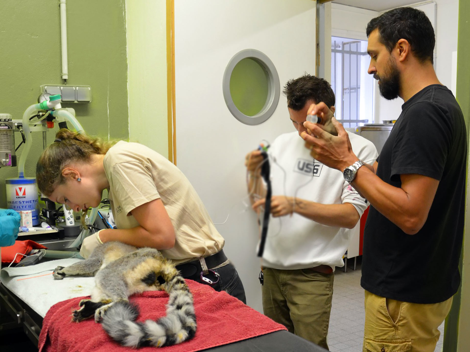 Soins et contrôle de routine effectués par une vétérinaire du Parc de la Tête d’Or de Lyon sur Bonhomme, un lémur catta mâle de 16 ans avec l'application VetMo de Manitty